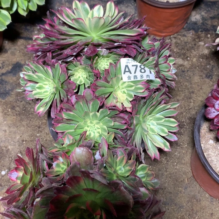 781多肉植物一物一拍