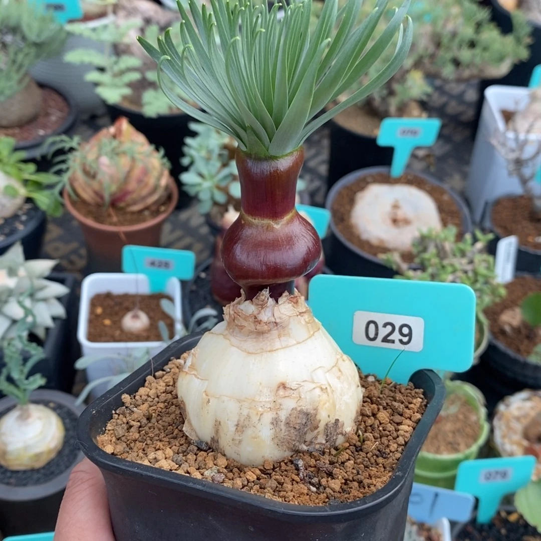 Gn弹簧草产地多肉植物