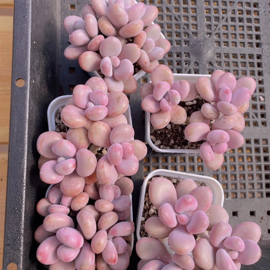 715号 丸叶水光针粉桃蛋群生一个