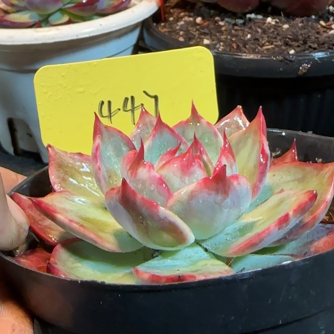 睫毛惊鸿一物一拍包装收缩花旱447