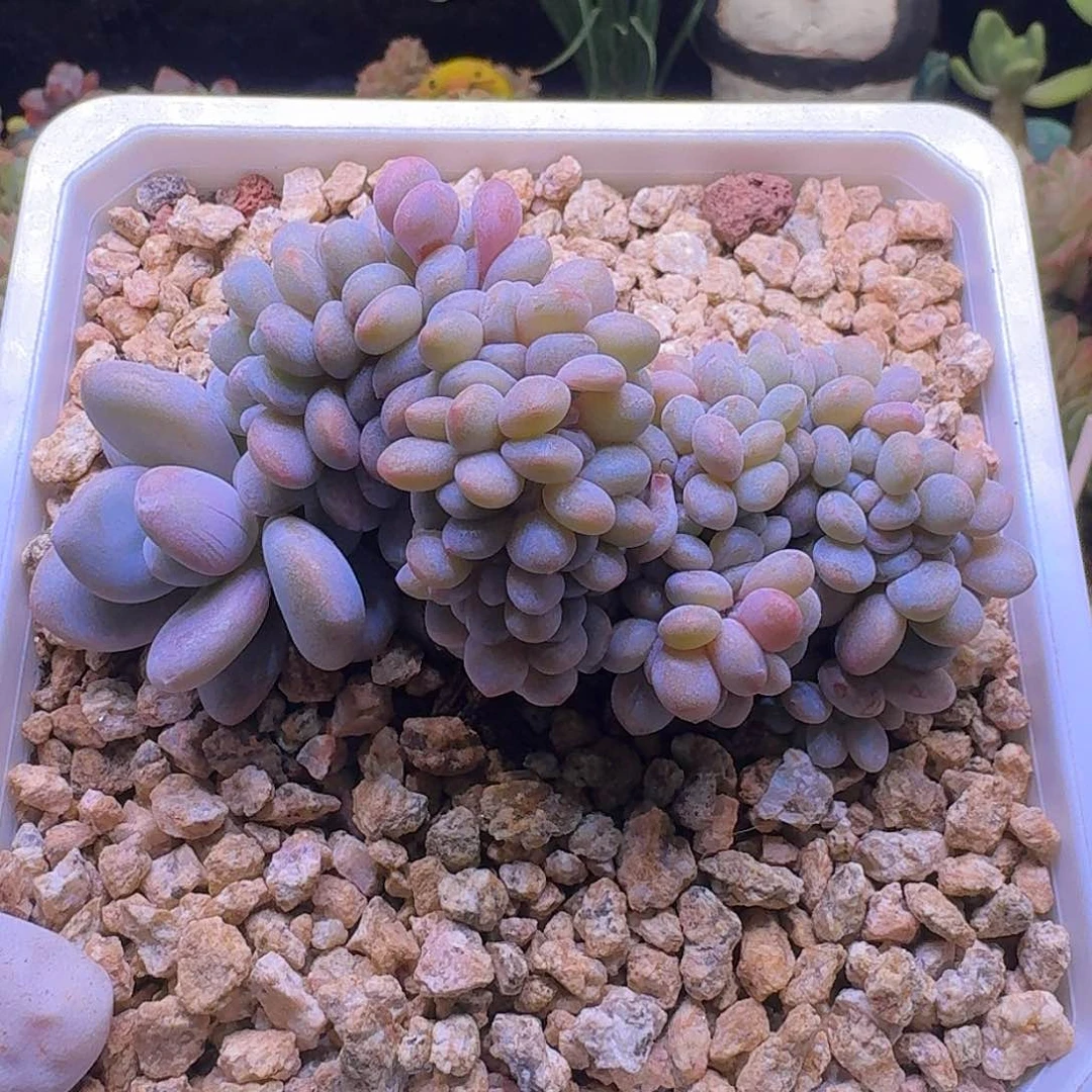 10粉兔缀哈哈哈哈哈