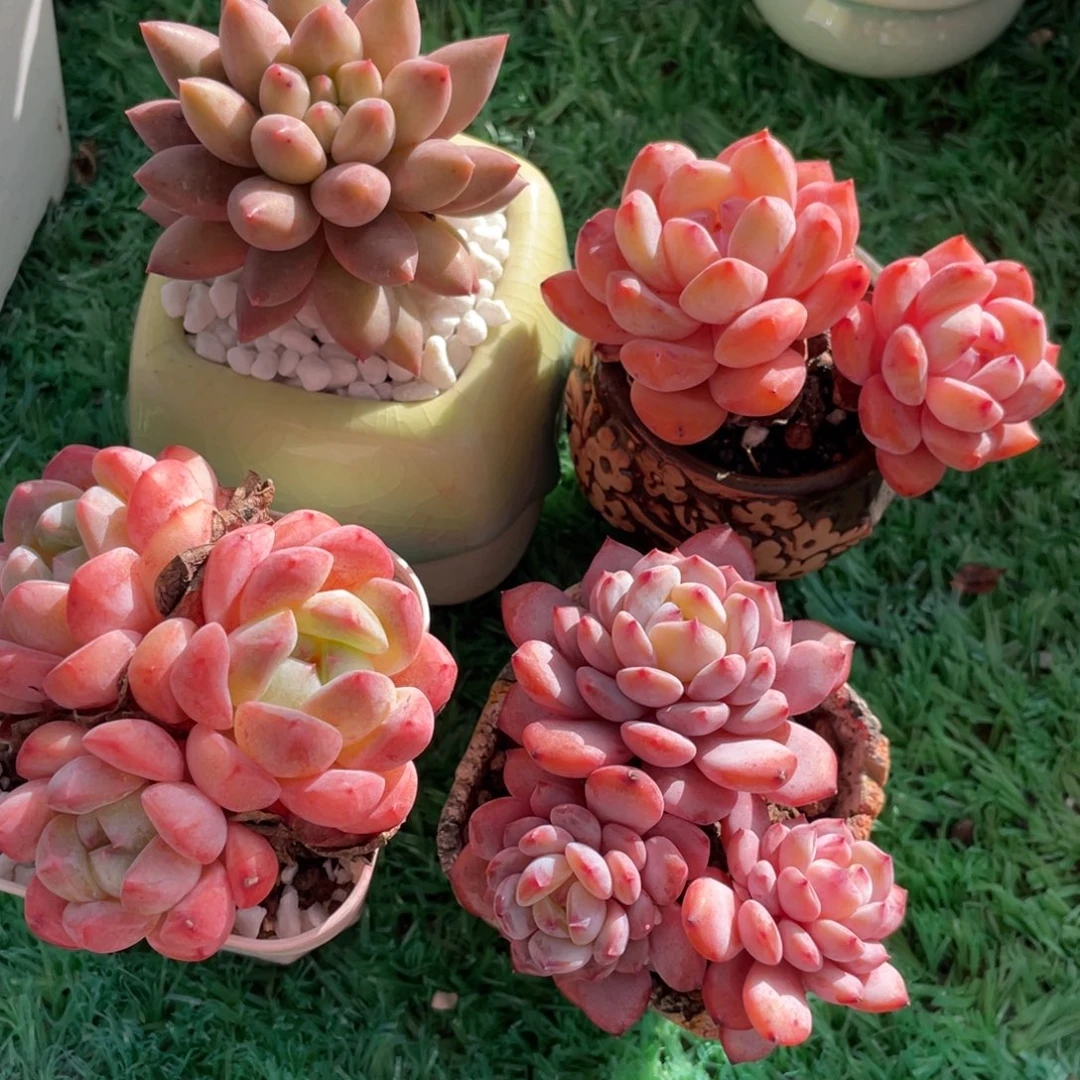 暖***W多肉植物盆栽多肉