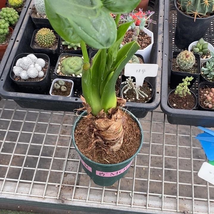 派****啦伯克利和格蕾纳等著名音乐