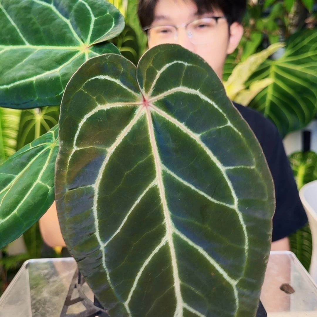 不开花植物E190  大风车福利