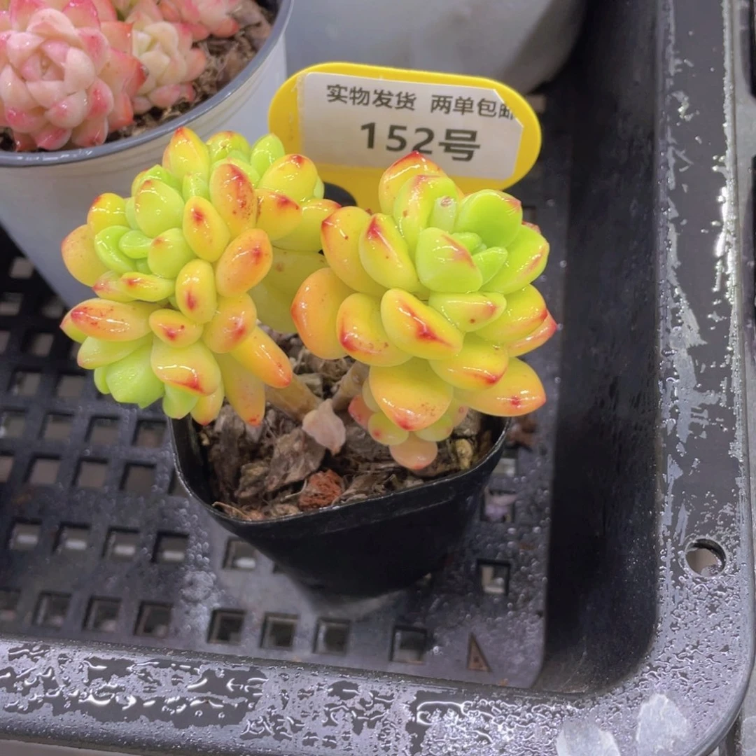 152号 老桩柠檬宝石缀化