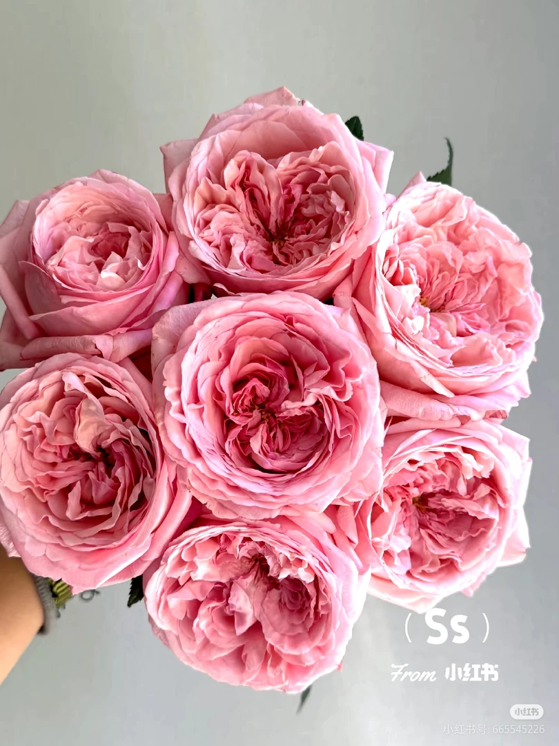 【两单包邮】枫丹玫瑰20支 有香味