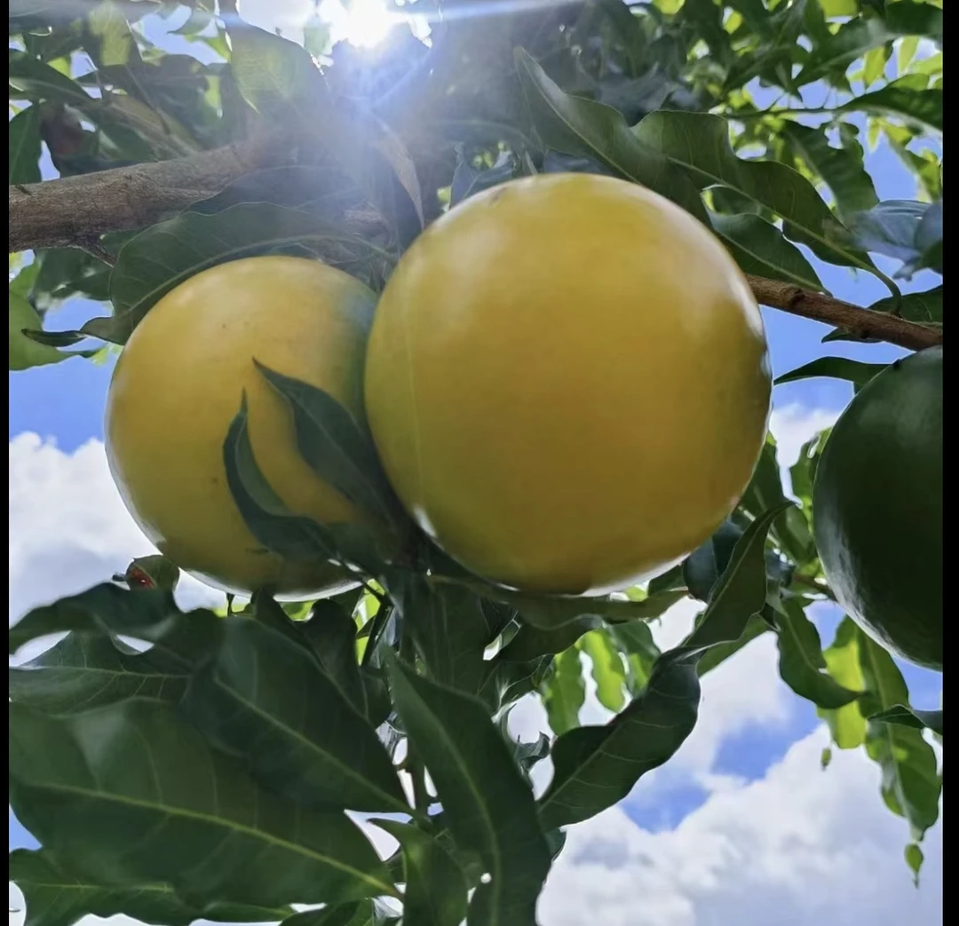 [黄晶果带果发货]8号，黄宝石，冰糖，浩克优质果苗带土发货盆栽