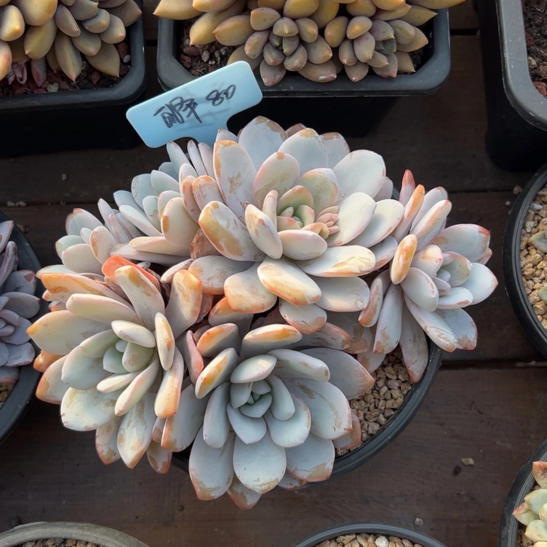 白***泽雪莲默认有砍11111111