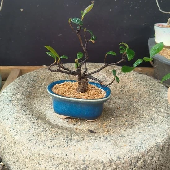 无花朵海岛春花