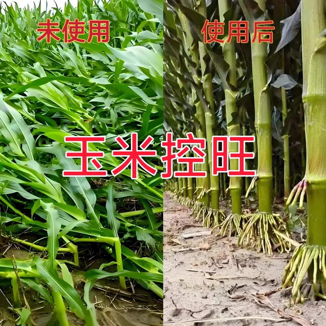 玉米 控旺6-9片叶十亩地 矮化抗倒伏