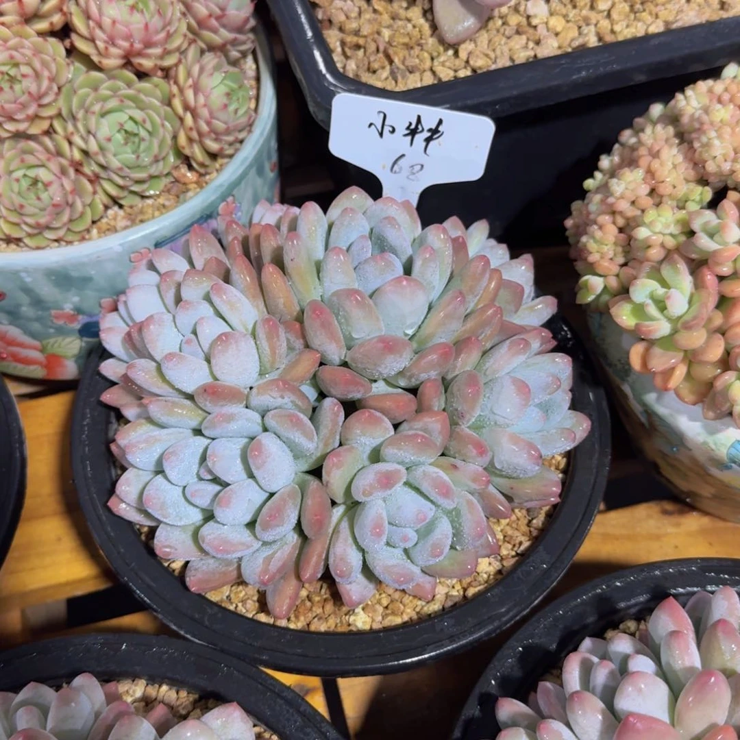 美慕花坊，一物一拍。