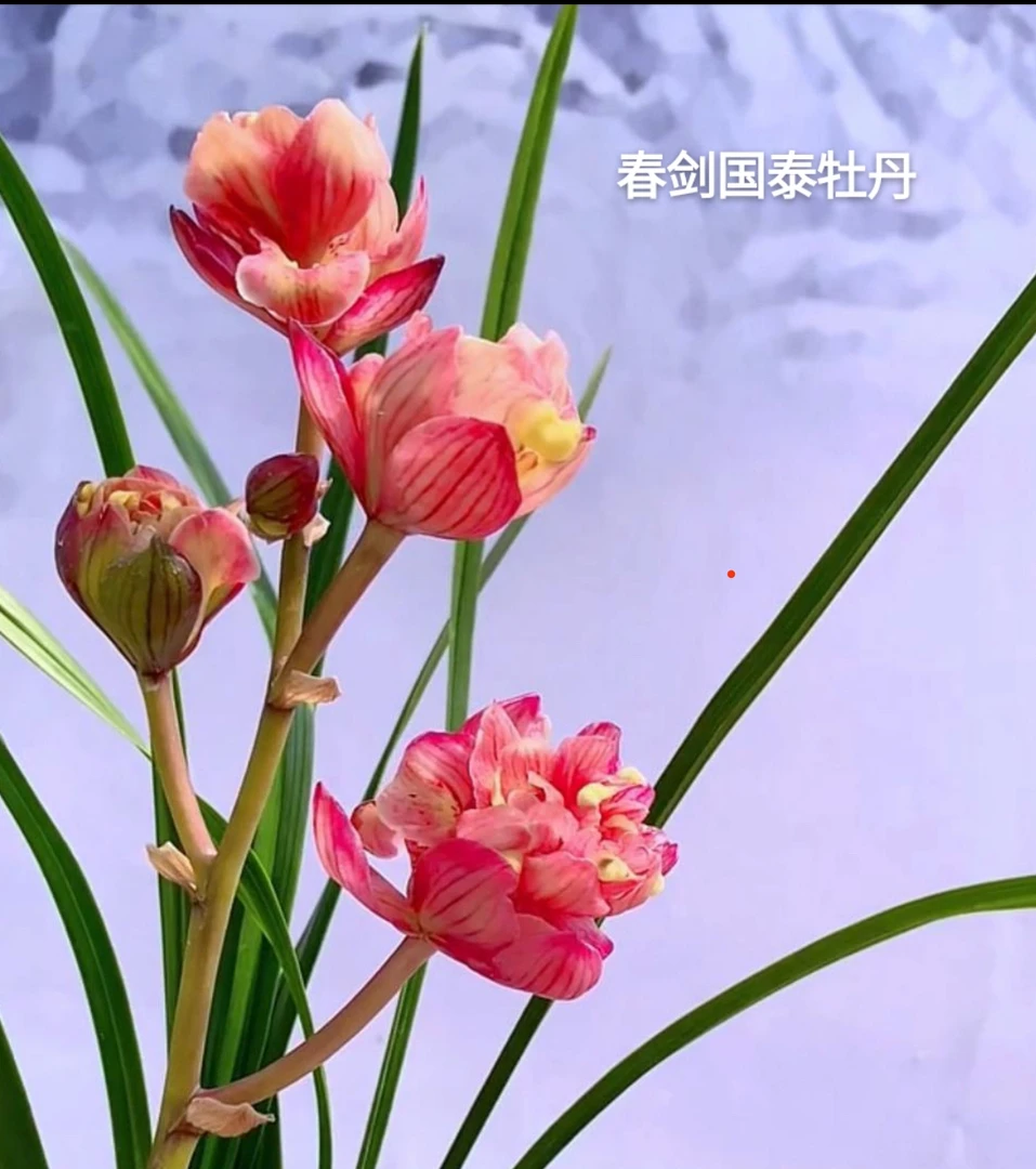 春剑铭品（国泰牡丹）4苗特壮 脱盆裸根发货