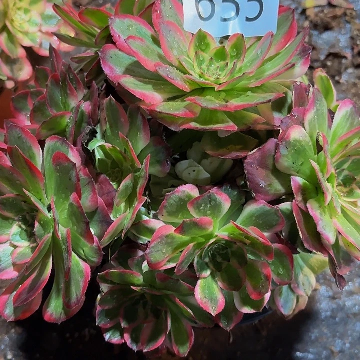 多肉植物福利655个