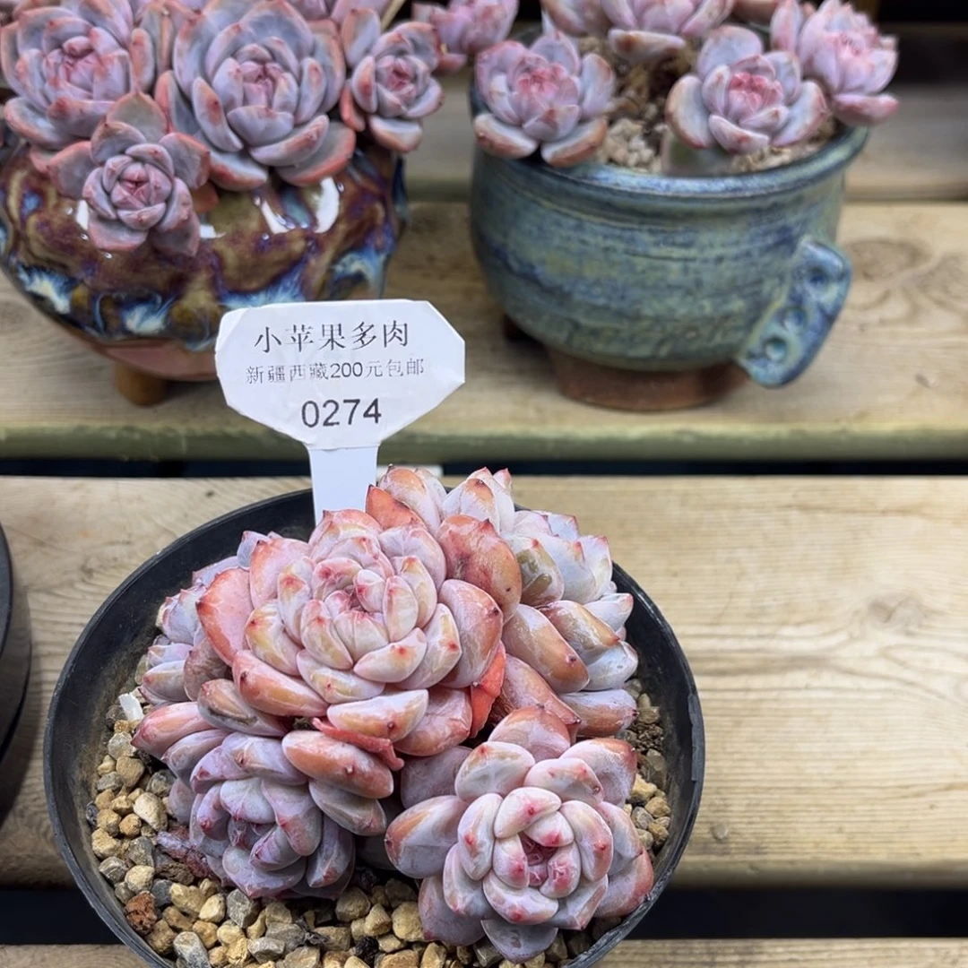 黄底紫心274/10cm5头