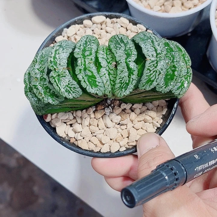 母本玄武玉扇精品十二卷