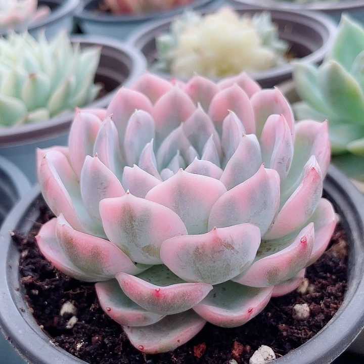 雪球锦。锦龙多肉园艺