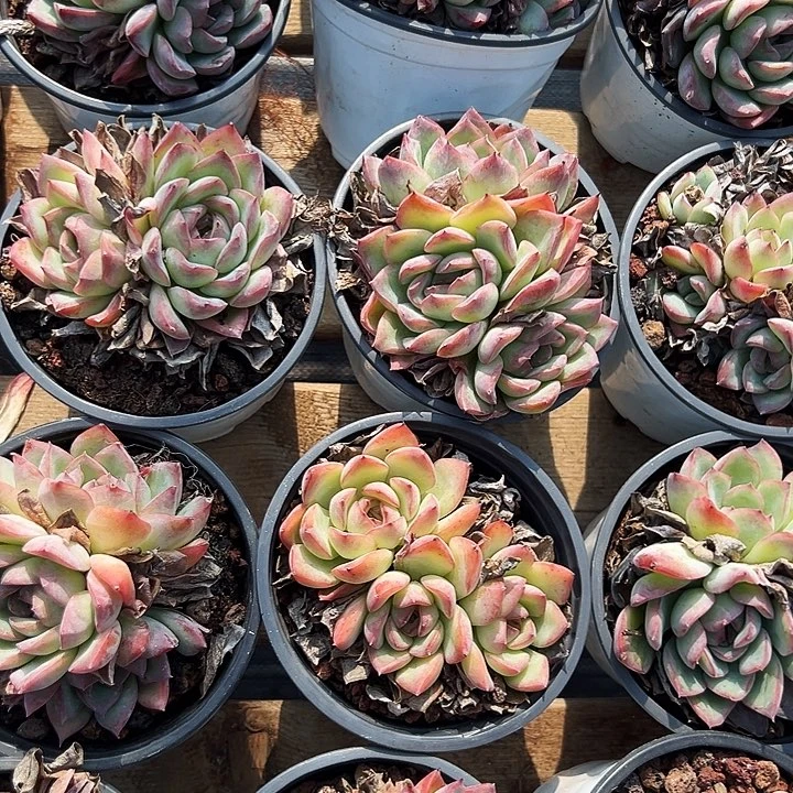 荷花  多头    福利多多