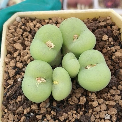 多肉肉锥 园艺空卡佛