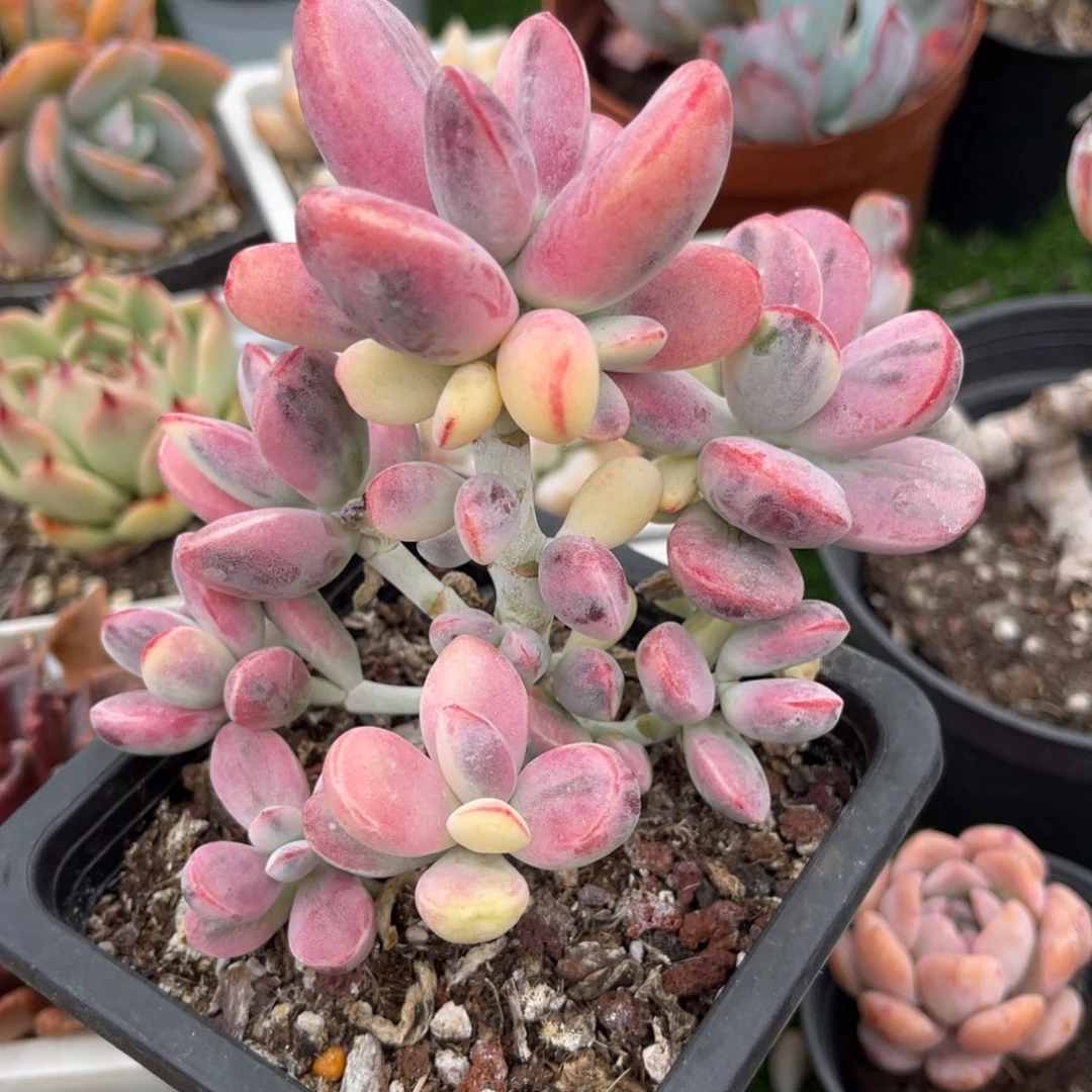 多肉植物一物一拍