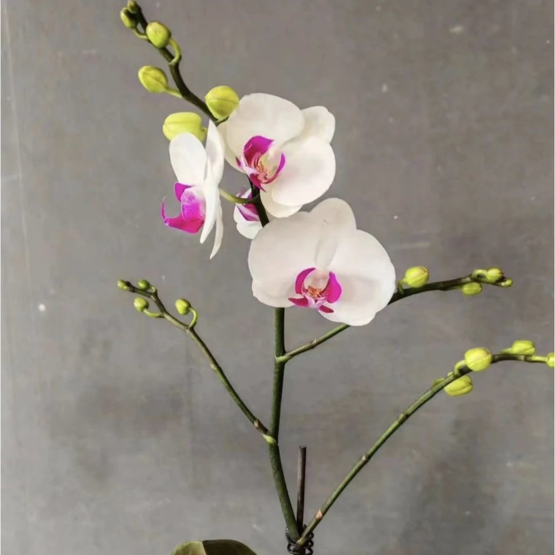 【雪玉】蝴蝶兰花苗3.0寸
