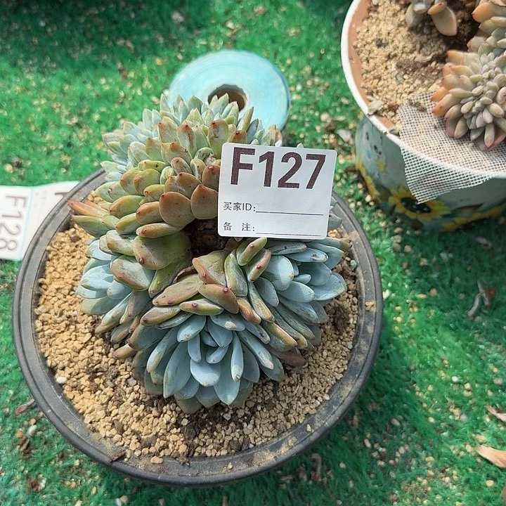 虫*有点微瑕疵呀呀呀呀