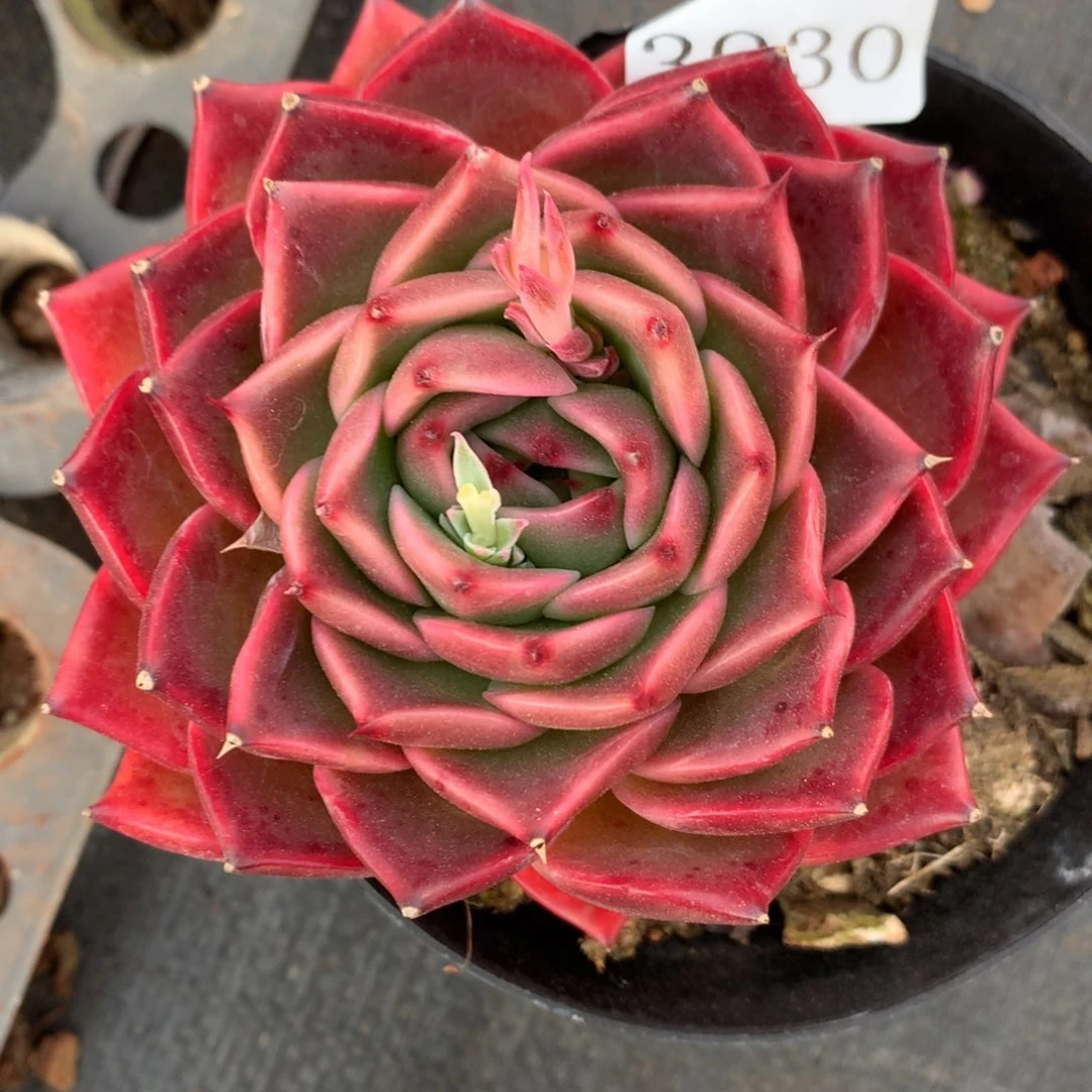 3030杂交精品基地10厘米