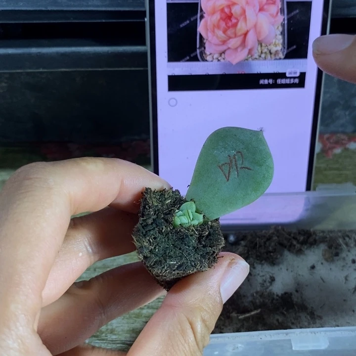 吹雪芽苗一个多肉