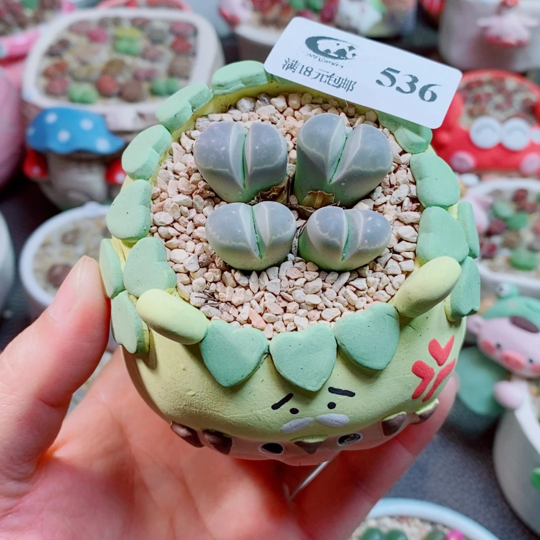 ****生石花花花花花花536