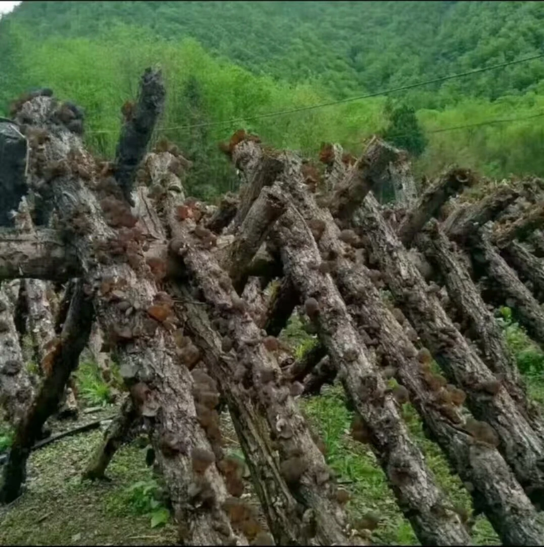 特级椴木黑木耳木椴木耳东北头茬椴木黑木耳软糯劲道肉厚东北木耳