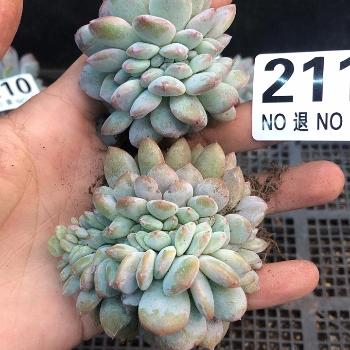 星影石榴籽福利出咯 211