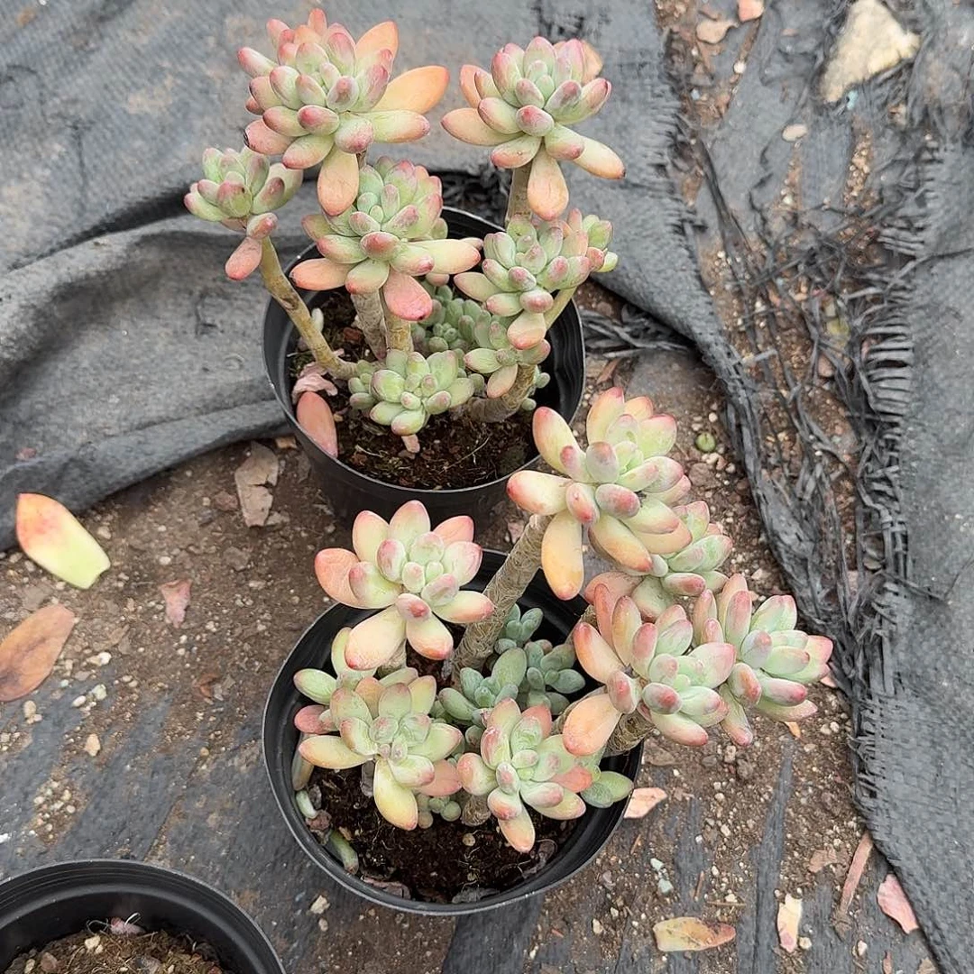 苹果美人多肉植物