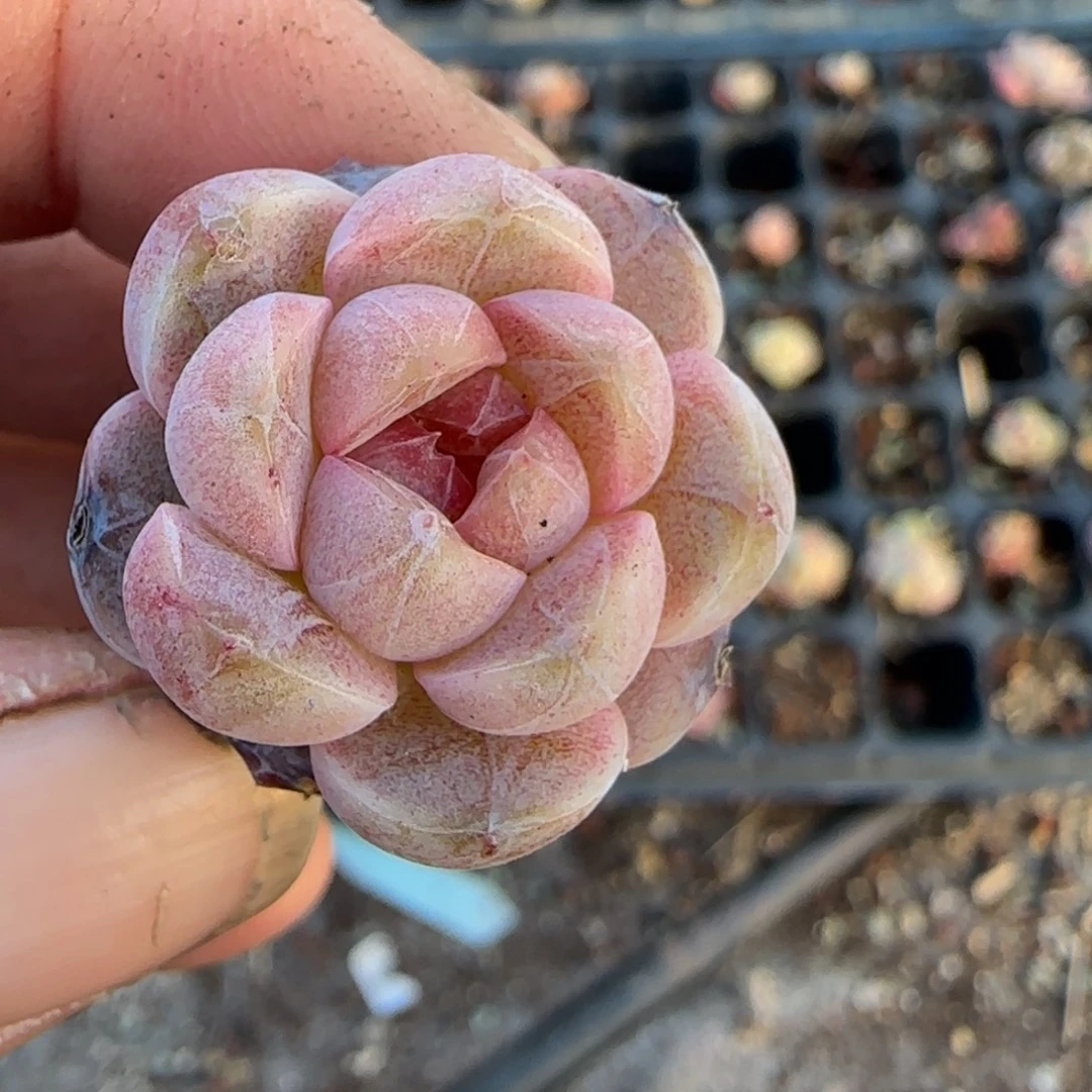 多肉小卡拉米糖心一物一拍