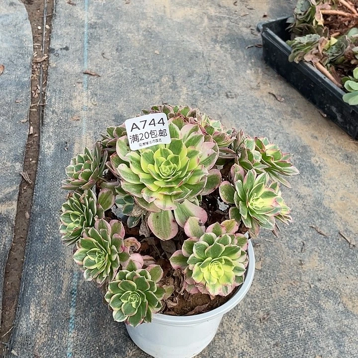 744海王多肉法师多肉