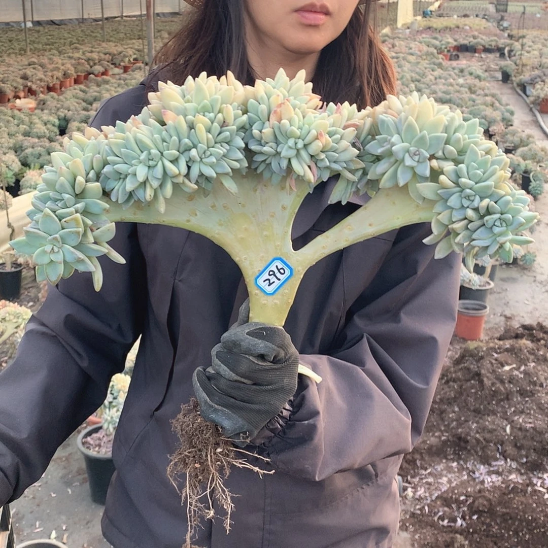 296 淡雪缀 一物一拍！