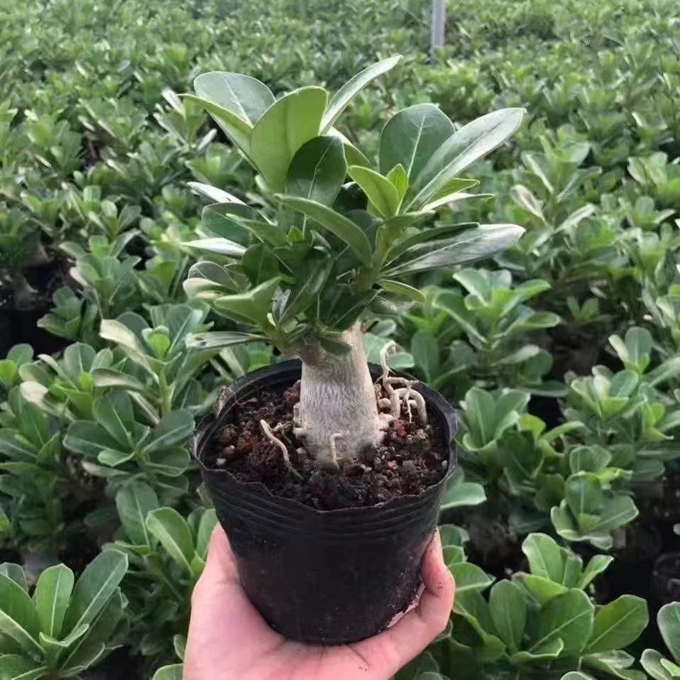 【矮桩】盆栽沙漠玫瑰老四季开花