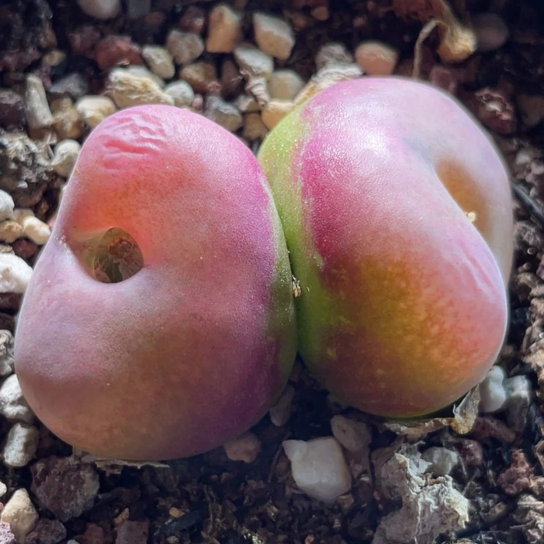 2倍距离拍的～尺寸4.5