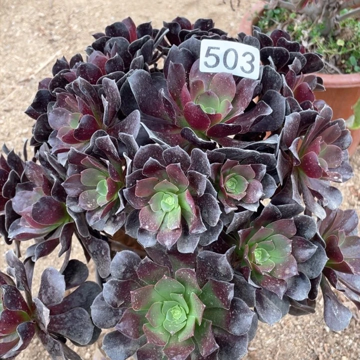 503多肉植物欧紫有断枝
