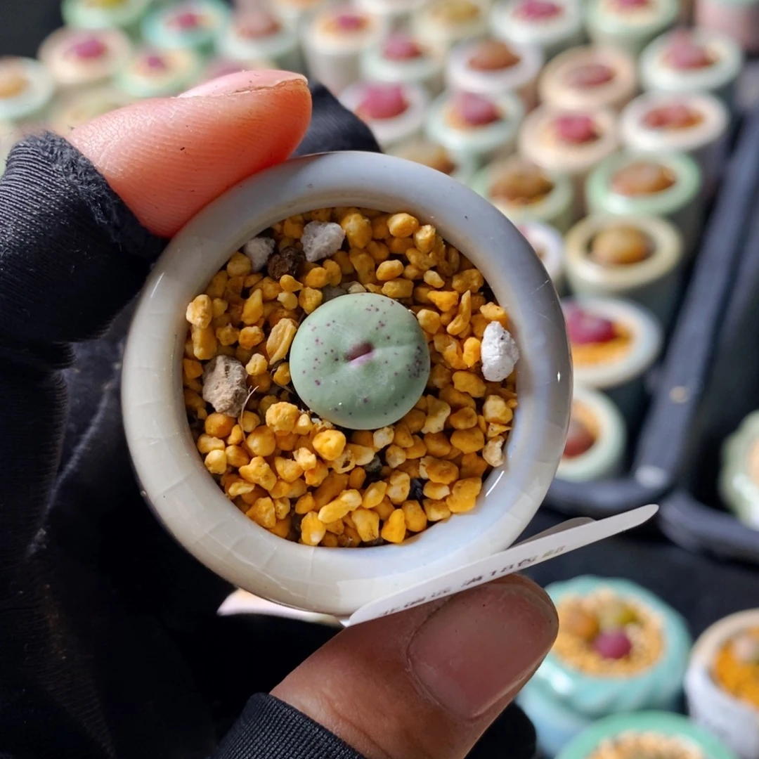 扬*5434-一物一拍 带盆