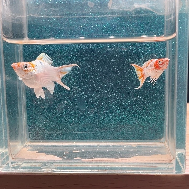 孔雀鱼三色玛丽鱼