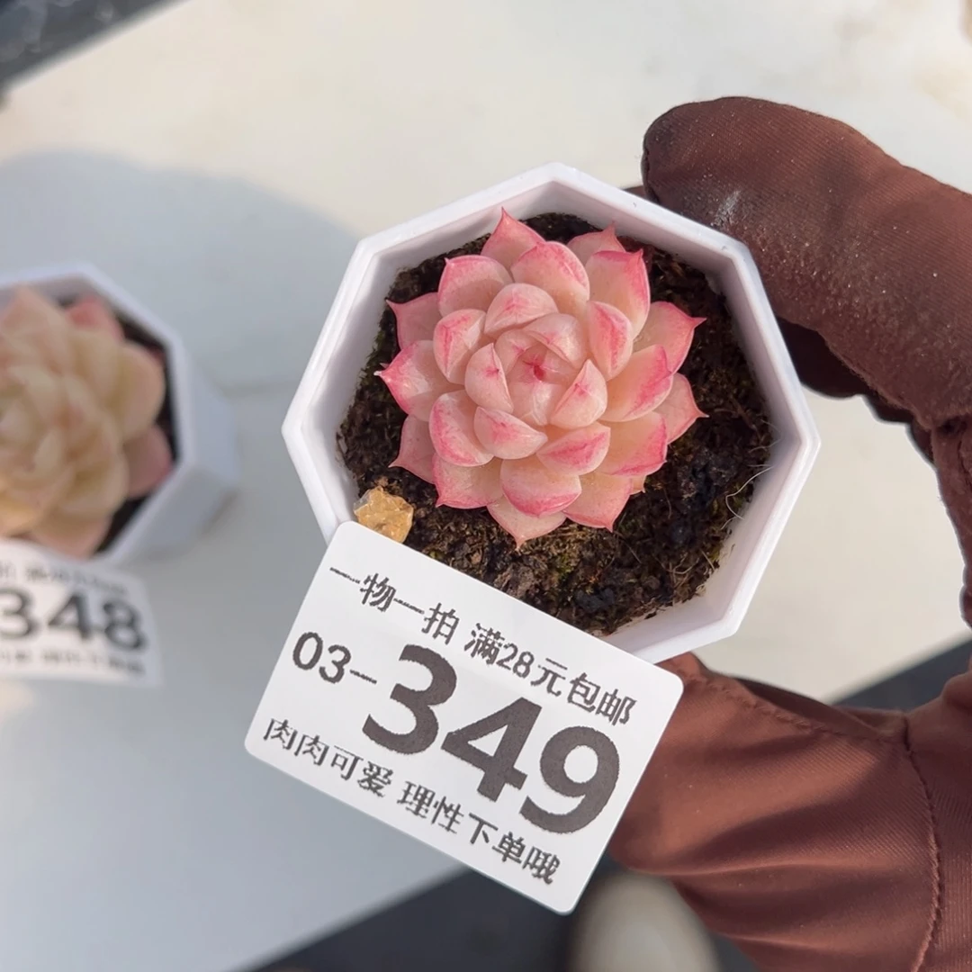 麦秆多肉多肉多肉多肉