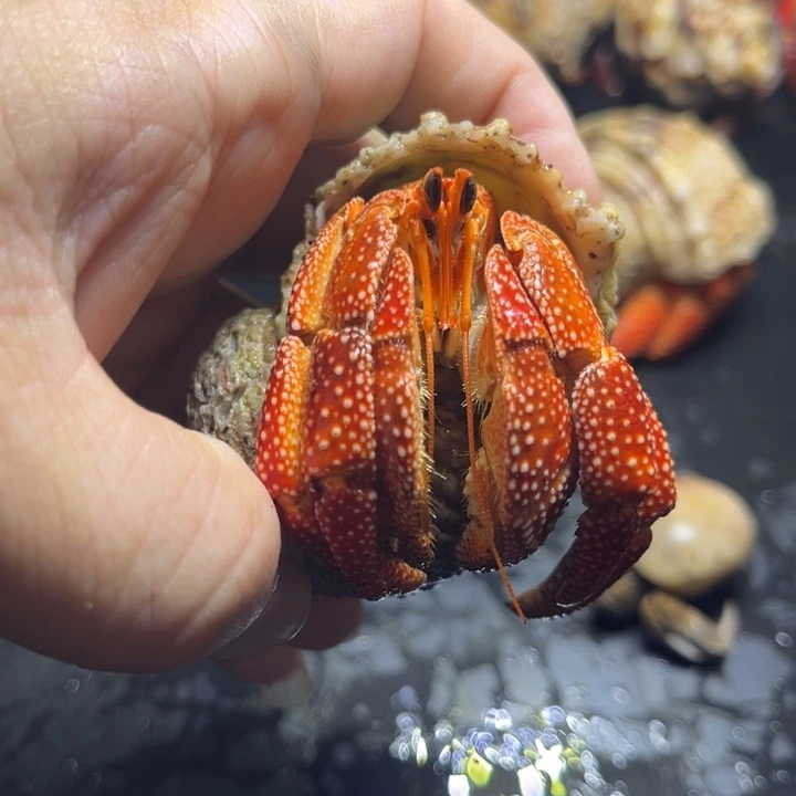 闪3号毛球3.2口径