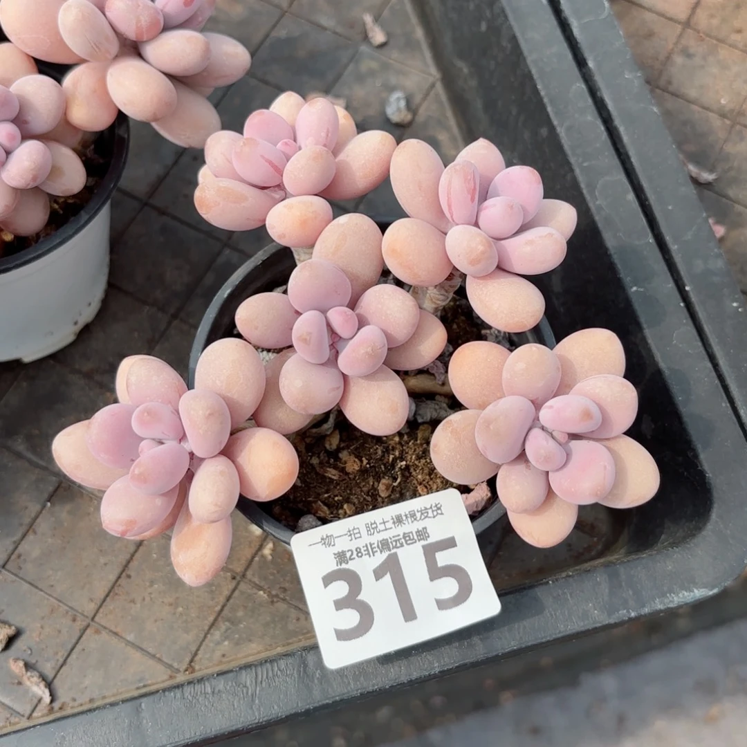 桃蛋老桩无盆土发货