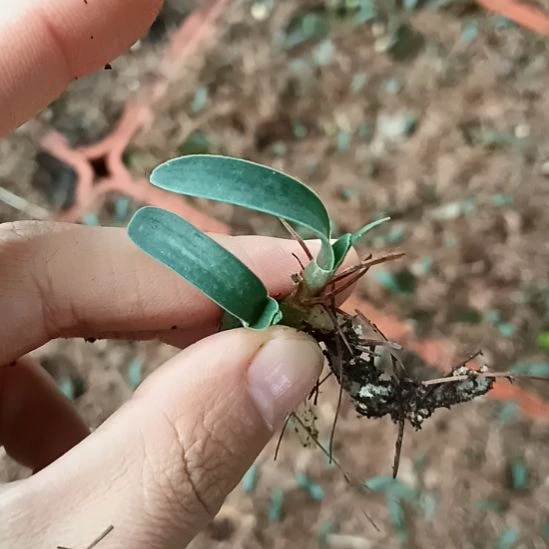 无***题无花朵特色花卉君子兰小苗