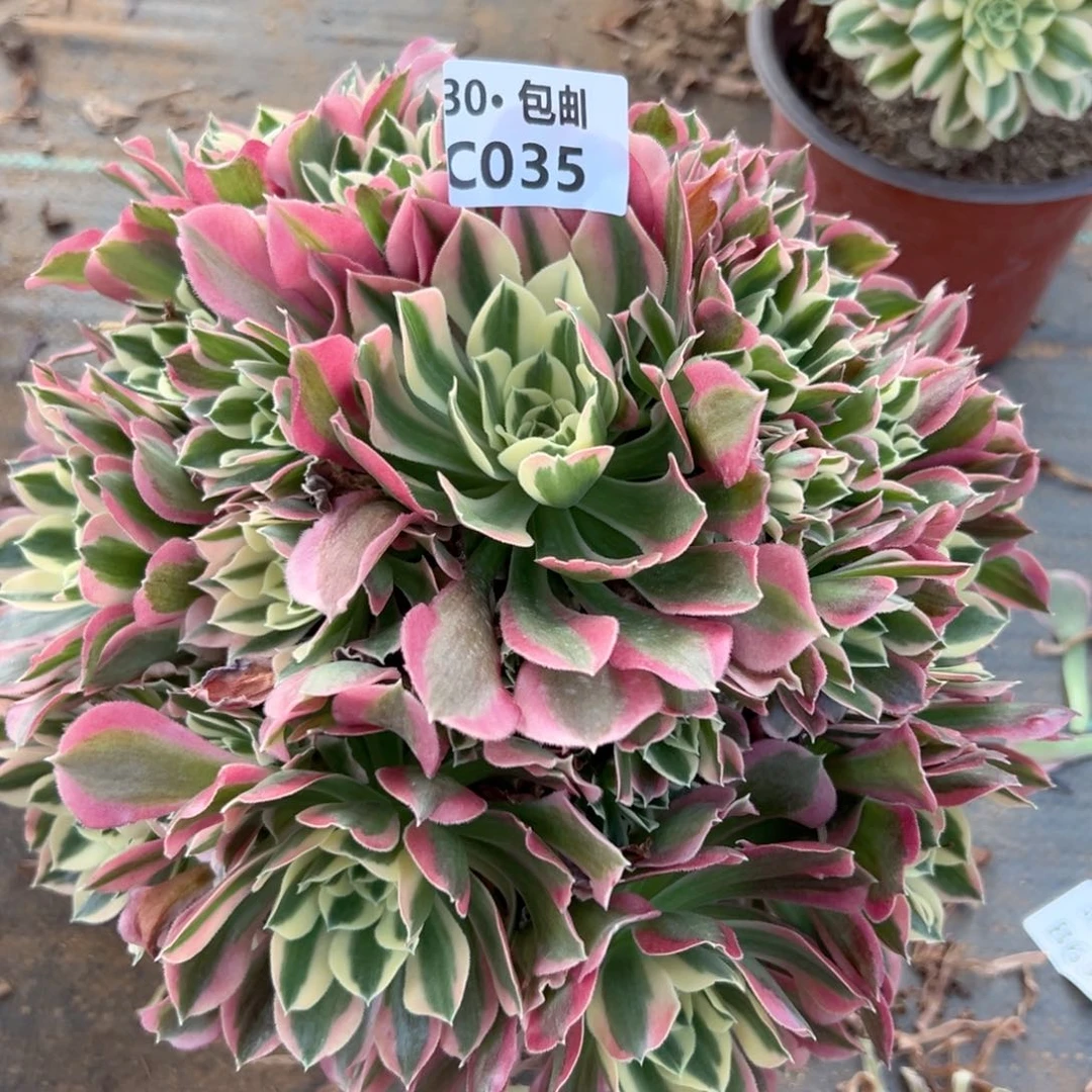 035白凤多肉法师