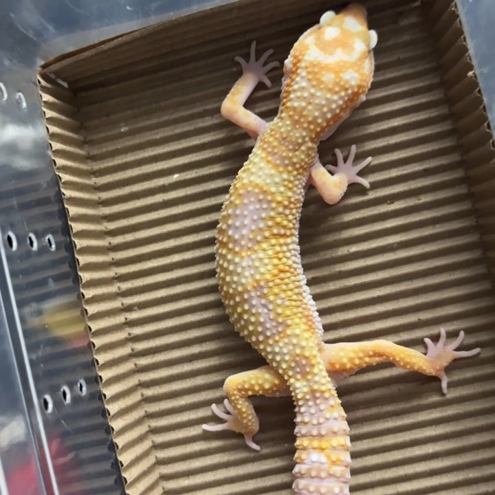 豹纹守宫白黄蜡笔川普母