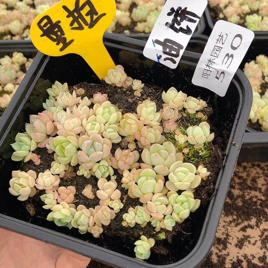 量拍多肉植物多肉植物530