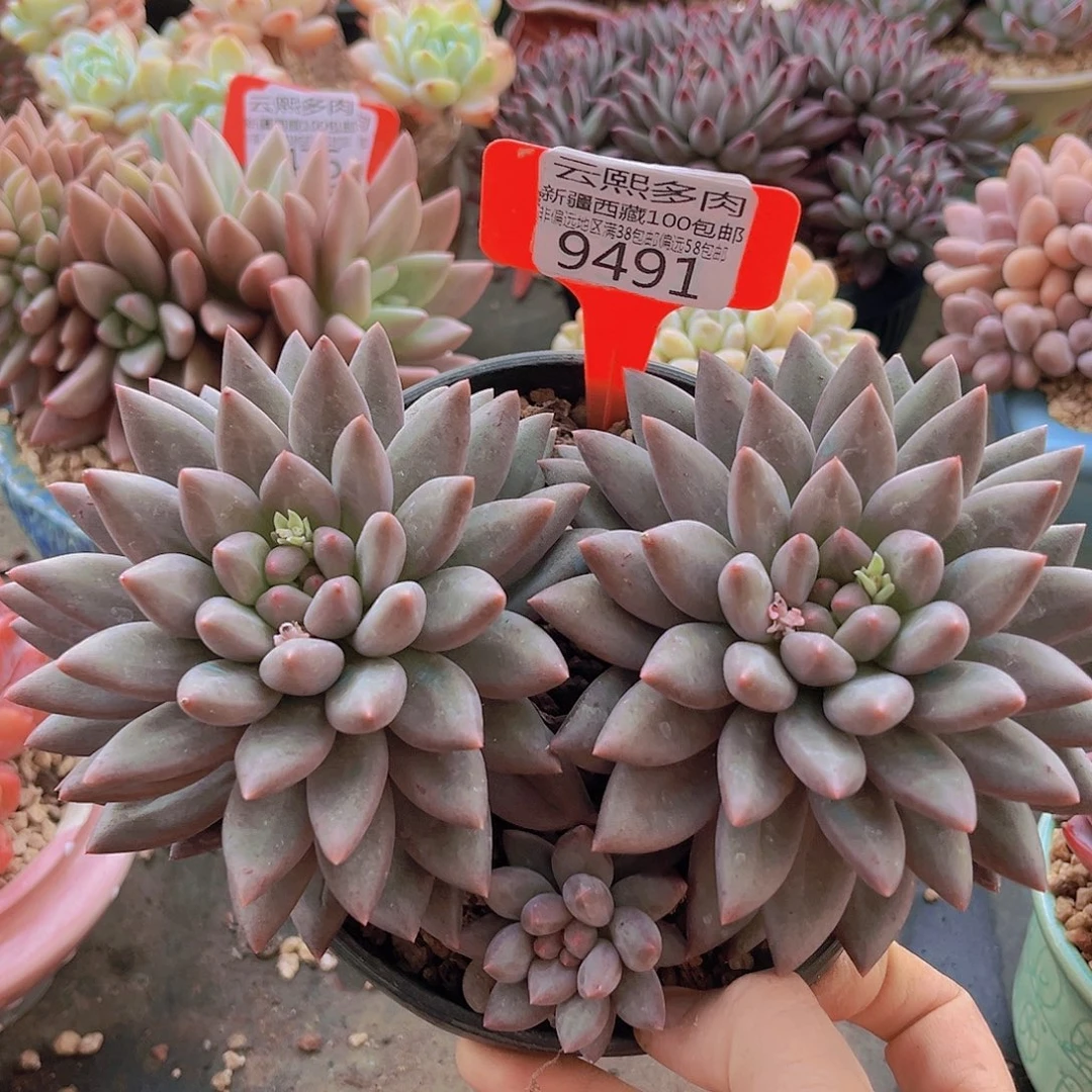 9491水晶球多肉植物有砍