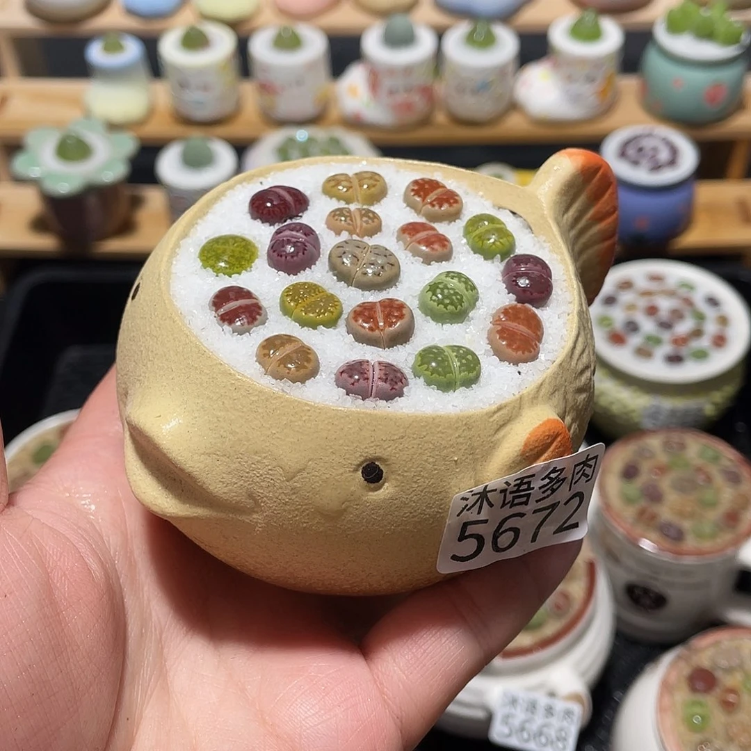 带盆土植物 一物一拍5672