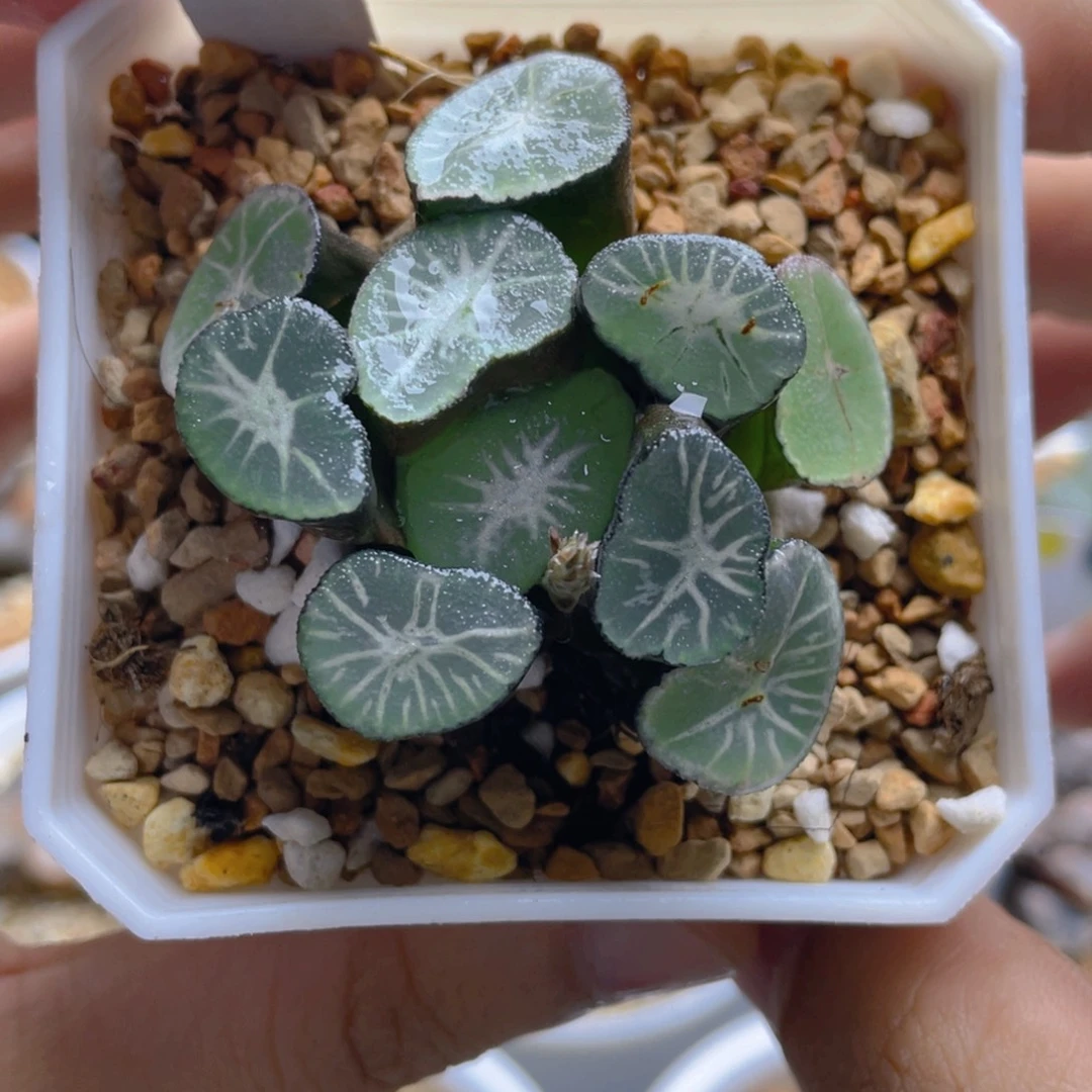 22.十二卷日晷万象。