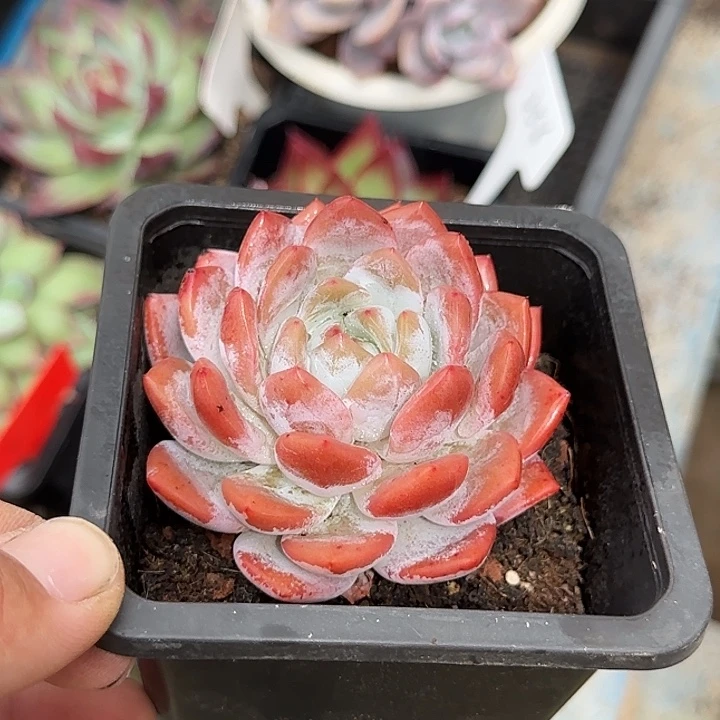 血橙惊鸿一物一拍包装收缩花旱